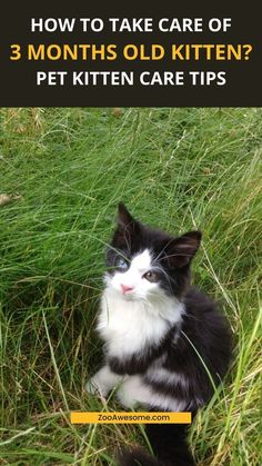 a black and white cat sitting in tall grass with the title how to take care of 3 months old kitten? pet kitten care tips