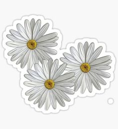 three white daisies with yellow centers on a white background sticker / decal