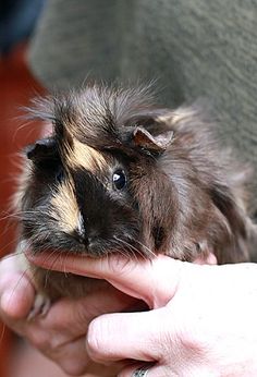 a person holding a small brown and black animal in their hands with the other hand