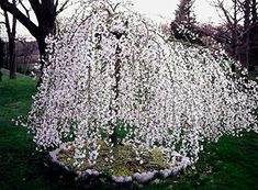 a tree with white flowers is in the grass