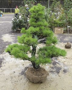 a small pine tree in a pot with dirt on the ground next to other trees