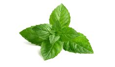 fresh mint leaves on white background