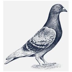 a black and white drawing of a pigeon