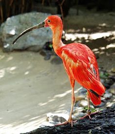 a red bird with a long beak standing on rocks