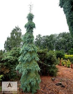 a tall green tree sitting in the middle of a forest