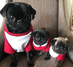 three pug dogs wearing red and white sweaters on a chair with their noses close to the camera