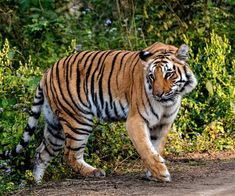 a tiger walking across a dirt road next to green bushes and trees in the background