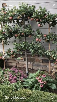 an apple tree is growing on the side of a house