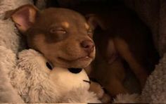 a small dog laying on top of a white stuffed animal next to a teddy bear