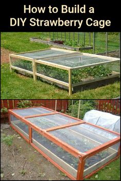 an image of how to build a diy strawberry cage in the garden with text overlay