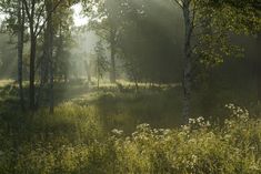 the sun shines through the trees and grass in an open field with wildflowers