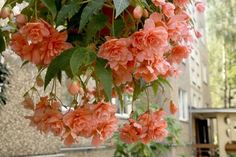 some pink flowers hanging from a tree in front of a building