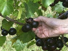 a hand picking black grapes from a tree