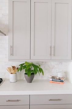 a kitchen with white cabinets and a green plant