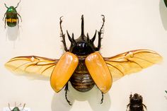 several different types of insects on display in a museum exhibit, including two large yellow and one small black bug