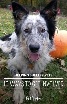 a dog laying in the grass next to an orange ball with text overlay reading helping shelter pets 10 ways to get involved