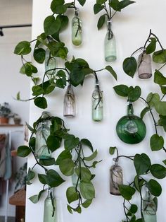 several bottles with plants growing in them on a wall