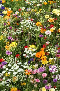 a field full of different colored flowers