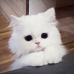 a white cat sitting on top of a table next to a roll of toilet paper