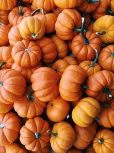 many orange pumpkins are piled up together