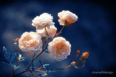 three white roses with green leaves against a dark blue background and some clouds in the sky