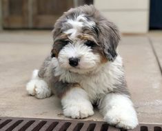 a small gray and white dog laying on the ground