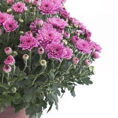 a bunch of purple flowers in a pot