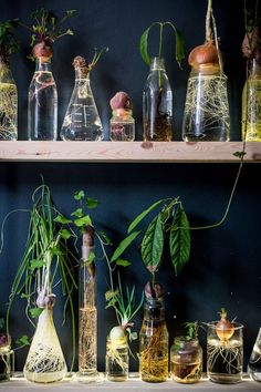 many plants and vases are on the shelf