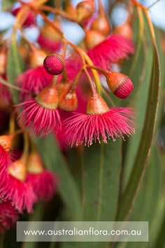 pink flowers with green leaves and blue sky in the background