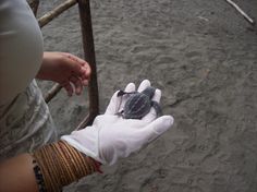 a person wearing white gloves holds a baby turtle in their hand while standing on the sand