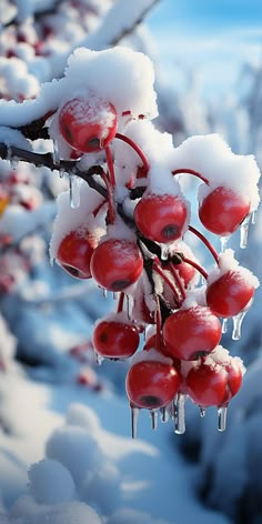 the berries are covered in ice and icicles