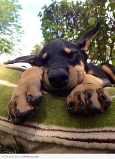 a black and brown dog laying on top of a green blanket