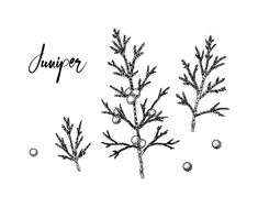 three branches with the word jumper written in black ink on a white background, surrounded by balls and beads