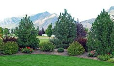 some very pretty trees and bushes in a big grassy area with mountains in the background