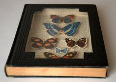 six butterflies in a glass case on top of an old book with pages underneath them