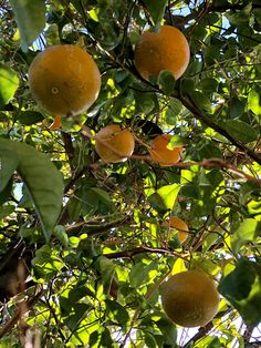 an orange tree filled with lots of ripe oranges on it's branches and leaves