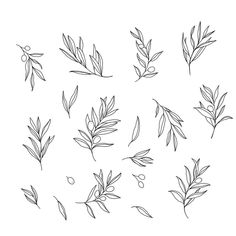 an image of leaves and berries drawn by hand