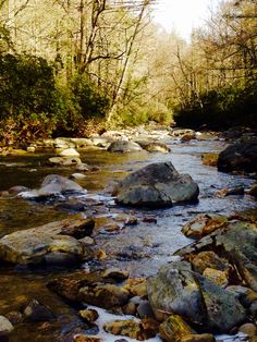 a stream running through a forest filled with lots of rocks