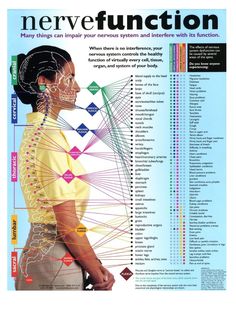 This Digital Prints item by LEVEL19Design has 62 favorites from Etsy shoppers. Ships from United States. Listed on Jul 12, 2024 Spinal Nerve Function Chart, Punkty Spustowe, Fitness Hacks, Pranic Healing, Chiropractic Care, Carpal Tunnel, Nerve Pain, Reflexology