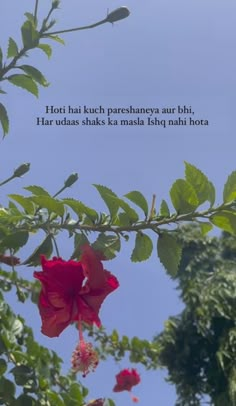 a red flower is hanging from a branch with a quote on it that reads, hott ha kuch pareshanaya aur bhi