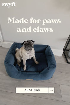 a pug dog sitting on top of a blue bed in front of a white wall