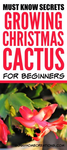 a red flower with the words must know secrets growing christmas cactuses for beginners