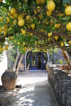 there is a lemon tree with many fruits growing on it and the words written below