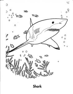 a shark swimming in the ocean coloring page