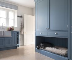 a dog is laying on the bottom bunk of a blue cabinet in a kitchen area