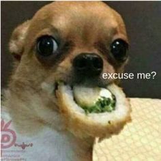 a small dog is eating something with it's mouth