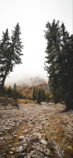 trees and rocks in the foreground, with mountains in the background on a foggy day