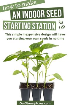 an indoor seed starting station is shown with three plants in pots and the words, how to make an indoor seed starting station