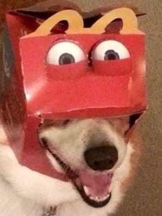 a dog is wearing a paper bag as its head and eyes are sticking out from it's mouth