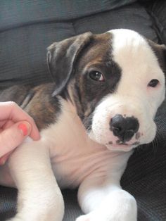 a small dog laying on top of a couch next to a person's hand